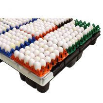 Plastic Egg Flat Pakster Green